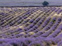 H.Werner Provence - Lavendel - 01