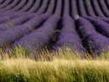 H.Werner Provence - Lavendel - 03