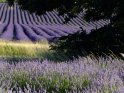 H.Werner Provence - Lavendel - 04