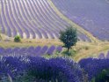 H.Werner Provence - Lavendel - 9