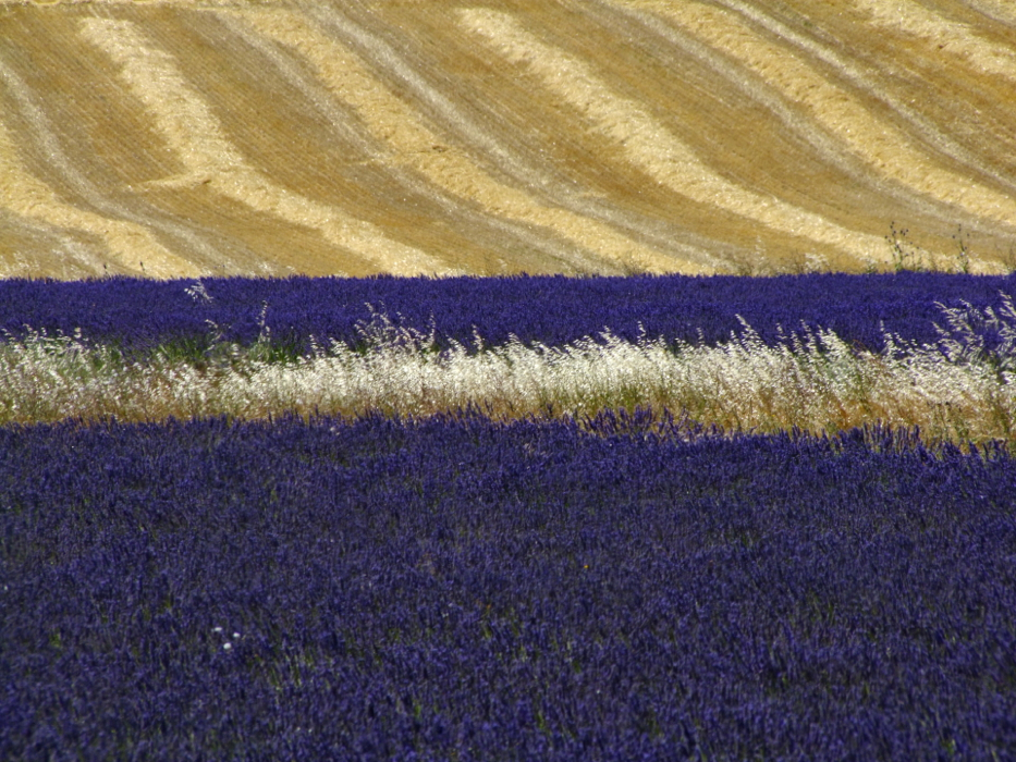 H.Werner Provence - Lavendel - 05